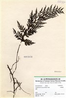 藏品(大葉瓶蕨)的圖片